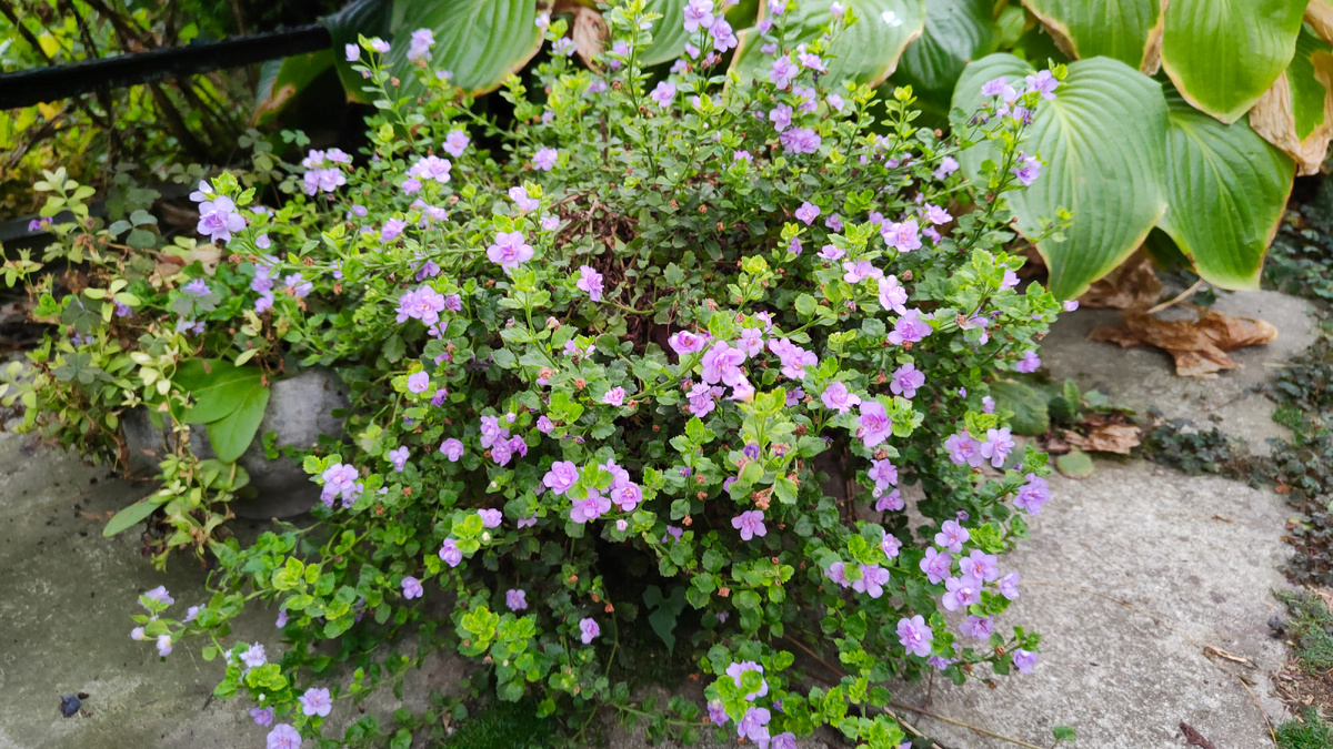 7 сентября 2025 г. Бакопа цветет, хоть куст немного и "полысел".