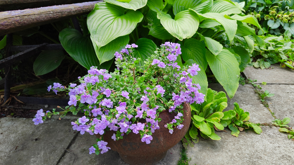 1 июня 2025 г. Бакопа отлично цветет.