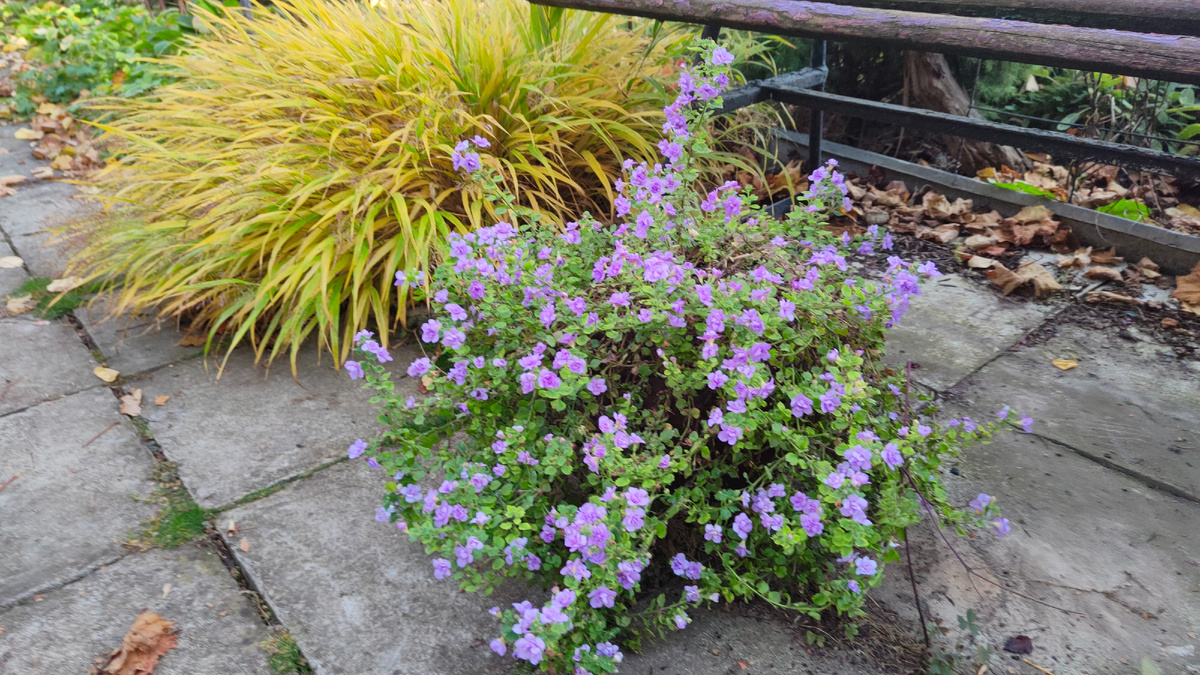 6 ноября 2025 года бакопа снова вся усыпана цветами.