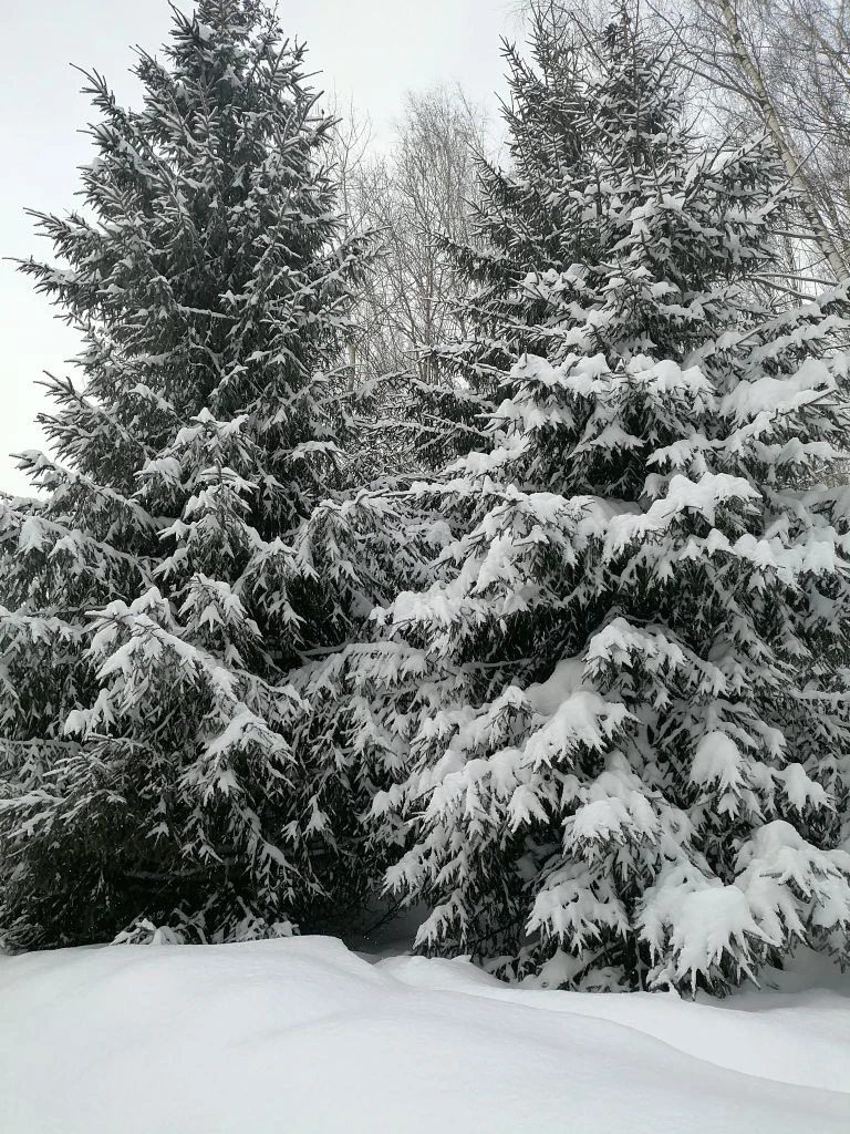 Тропаревский парк 20,02,2026