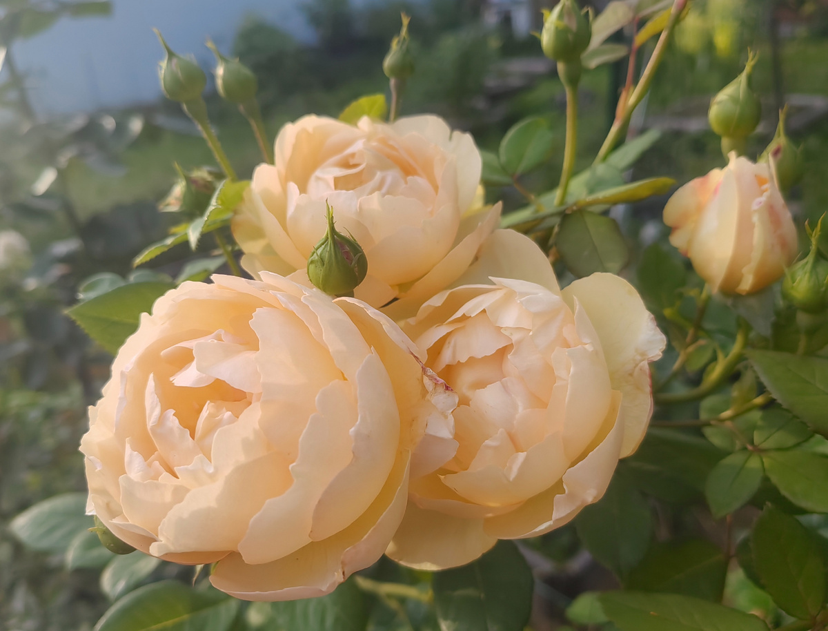 Мои розы здоровы без излишней химии.