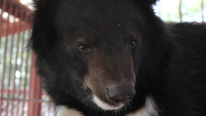     Гималайский медведь. zoo22.ru