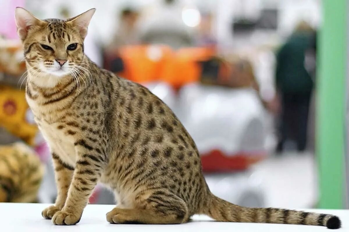 Фото с сайта: https://www.catbounty.com/ocicat-cat-breed-profile-health-traits-groom-care/