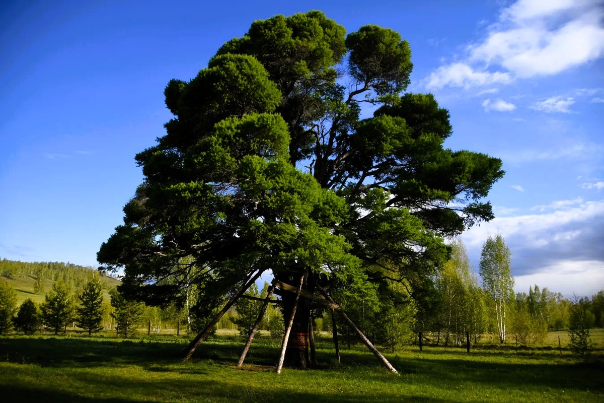 Одна из кужановских лиственниц