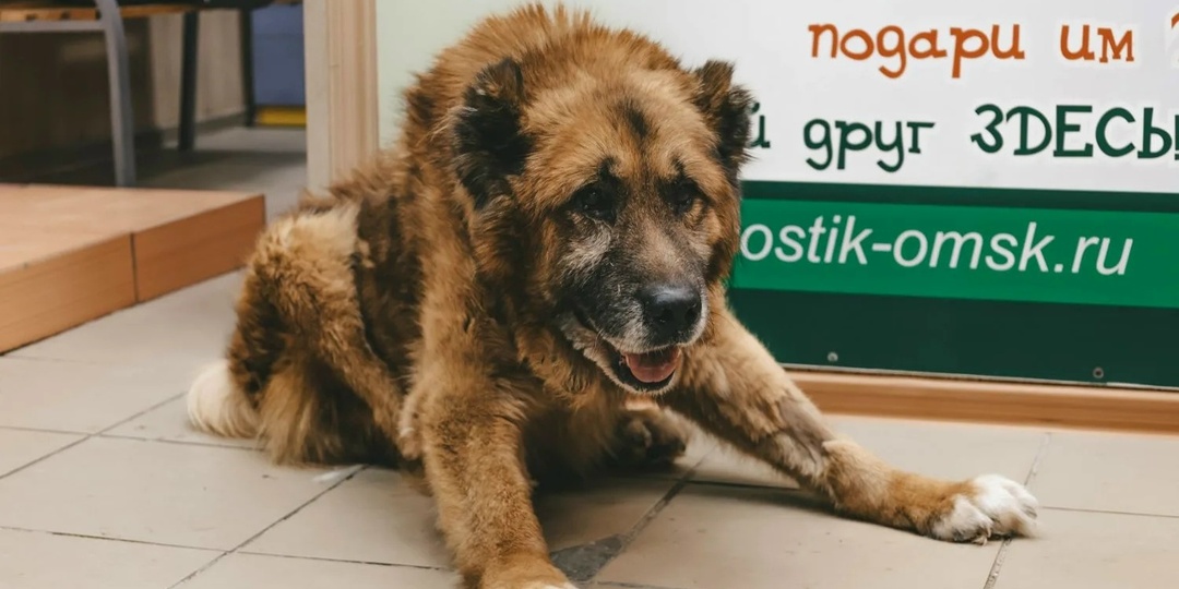 От величия до беспомощности. История Тана, преданного в старости.