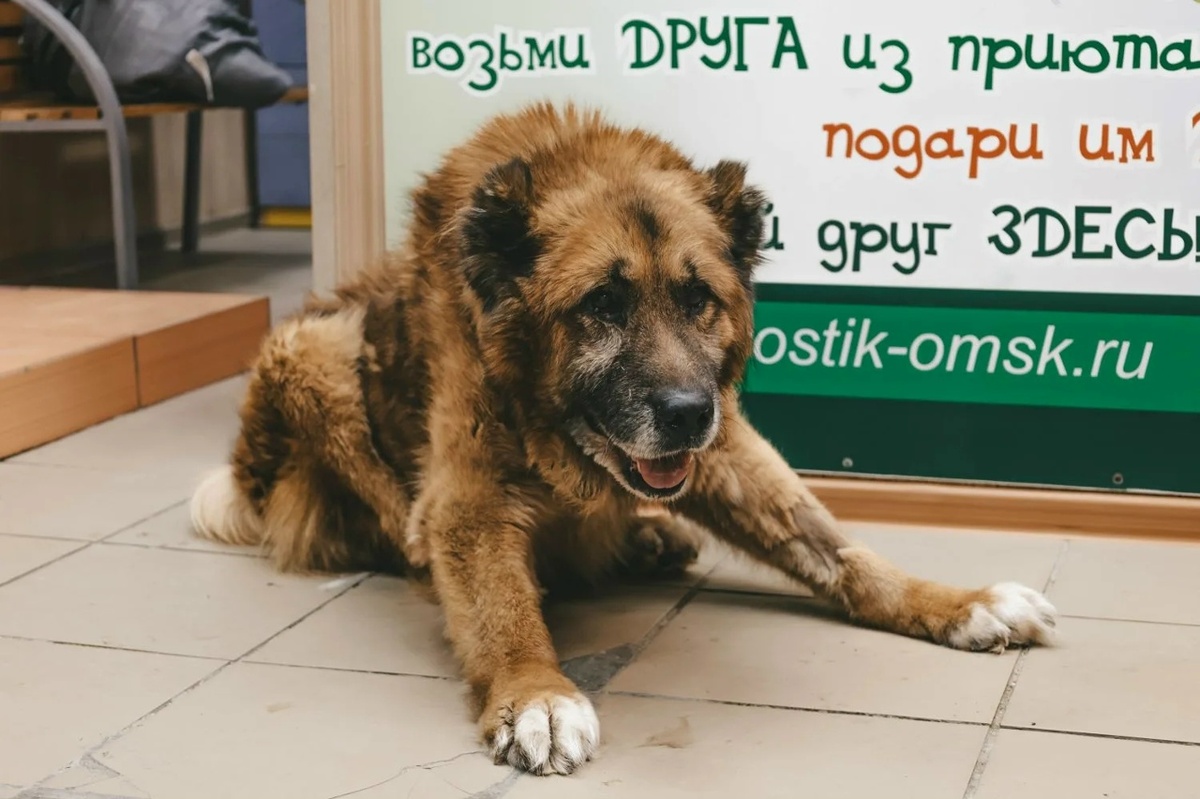 Замерзающий, с гноящимися глазами и ушами, он был обречён на мучительную смерть в одиночестве...