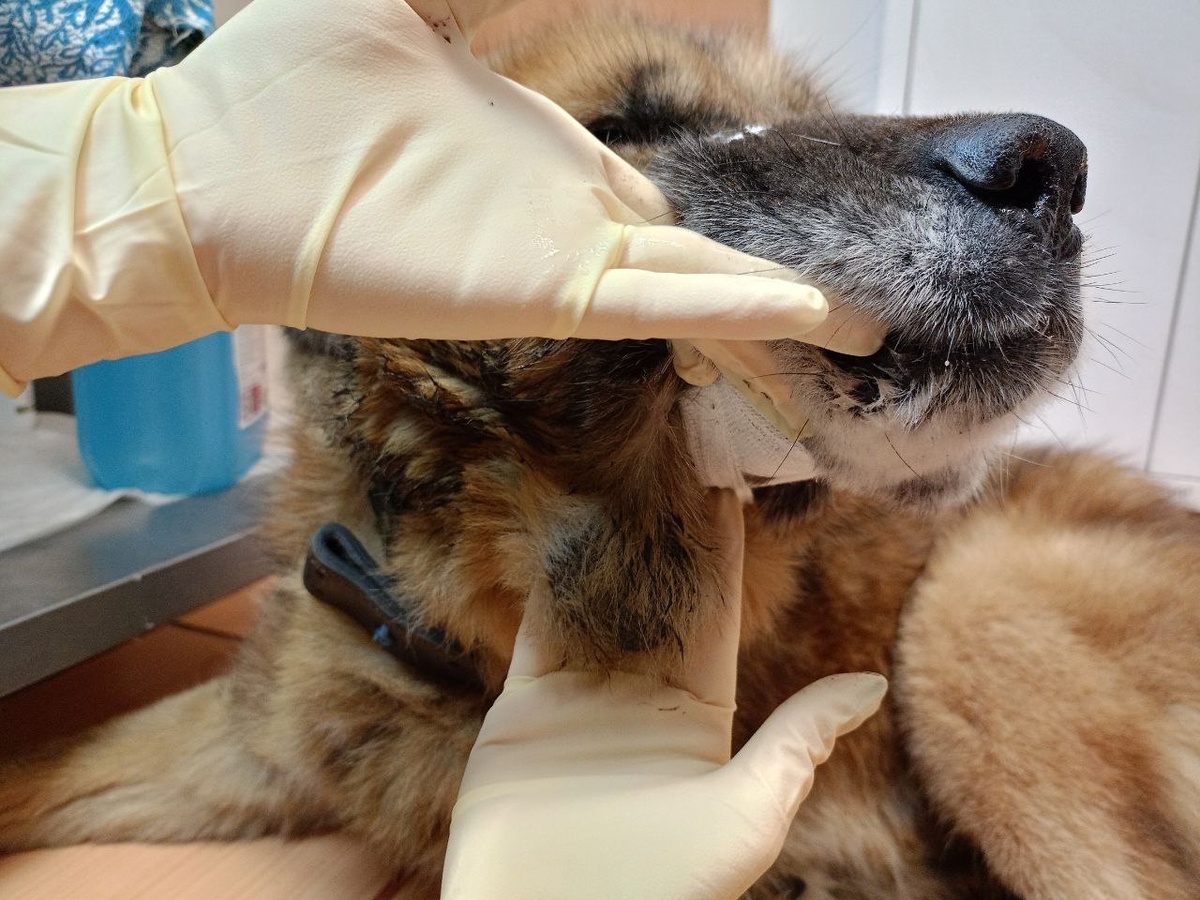 Из-за общего состояния здоровья и мудрого возраста оперировать его слишком рискованно.