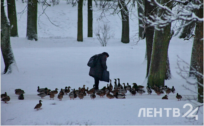    © Анастасия Илюшина / ЛенТВ24. Архивное фото