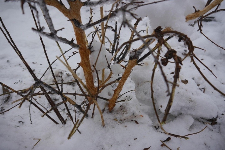    Фото Дачной Академии