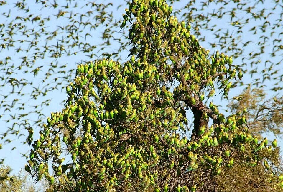 Вместе весело летать по просторам, и конечно напевать лучше хором