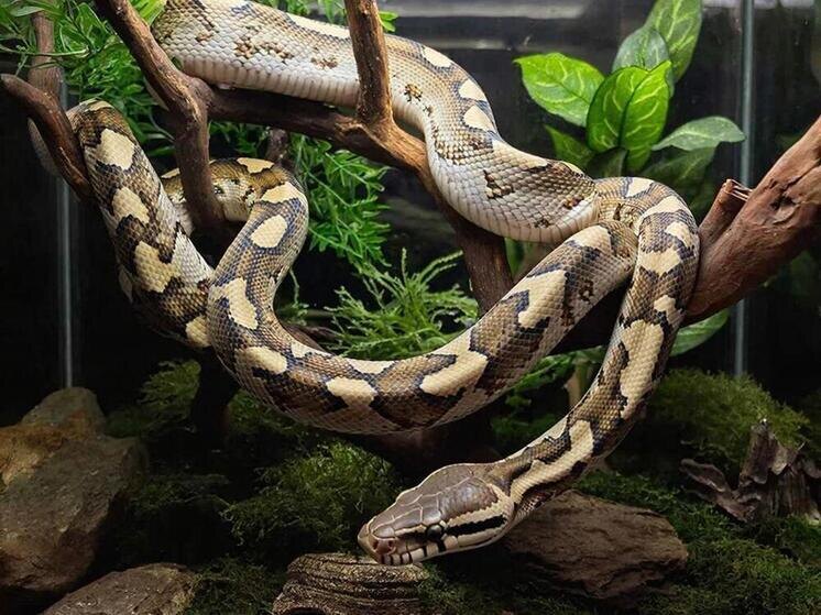     Фото сгенерировано ИИ