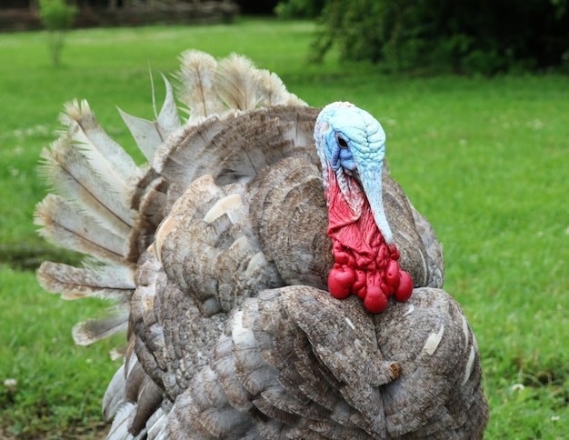 Выращивание индюков