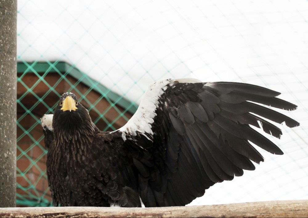    Спасенный белоплечий орлан идет на поправку в нижегородском зоопарке