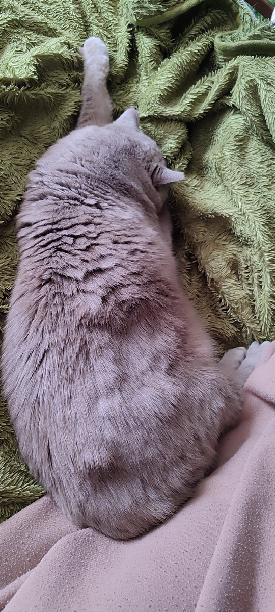 Попа на моем платье. Чтоб точно не сбежала