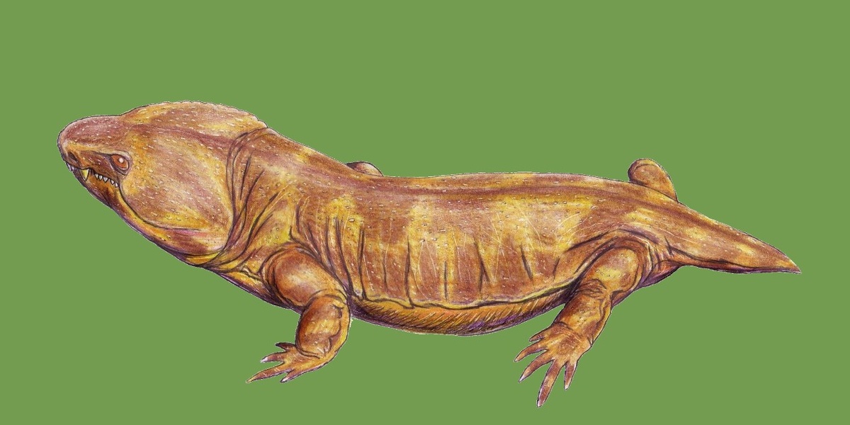 Одни из представителей вымершего семейства пантилид – Pantylus cordatus из пермского периода, обитавший в Северной Америке, близкий «родственник» Tyrannoroter heberti. Реконструкция. CC BY 3.0/ Creator:Dmitry Bogdanov