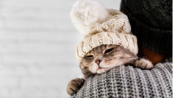 Фото: https://ru.freepik.com/free-photo/copy-space-cute-cat-wearinf-fur-cap-winter_6007501.htm#