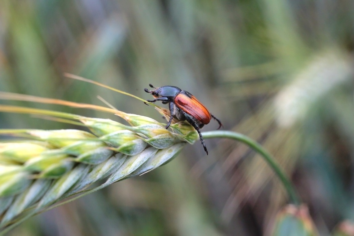 Фото: Александр Данилов / Фотобанк СМИ РБ