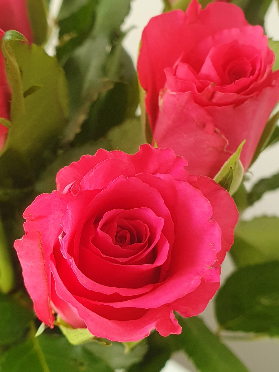 Алые розочки 😚