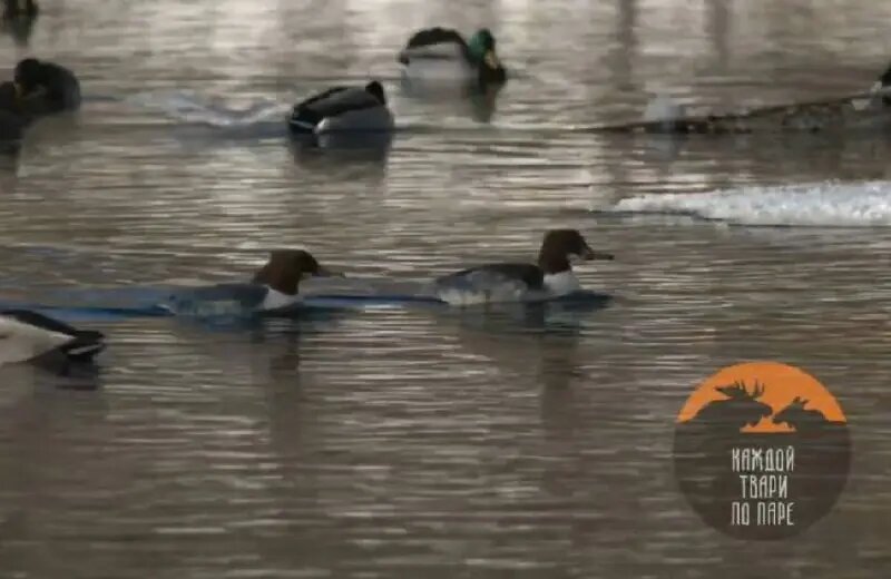    Фото: скриншот видео телеграм-канала «Каждой твари по паре»