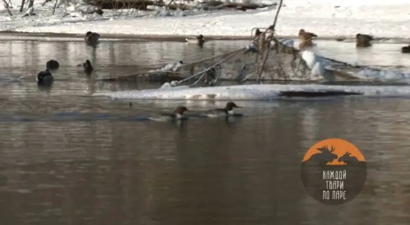    Фото: скриншот видео телеграм-канала «Каждой твари по паре»