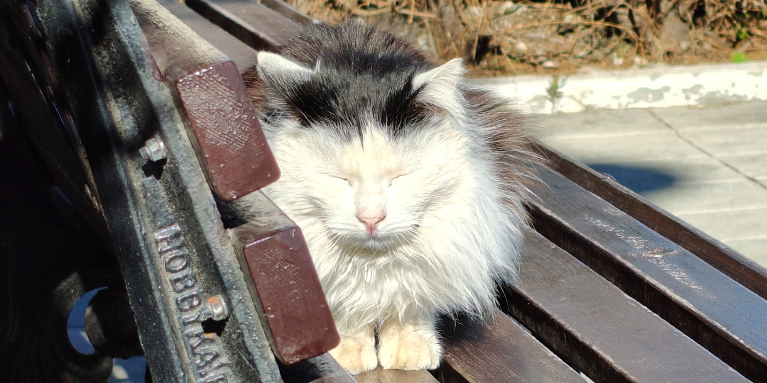 Зимний Профессорский уголок