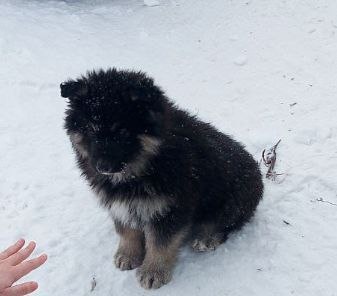 Очень активный медвежонок, излучающий дружелюбие, игривость и бездонную жизнерадостность. 