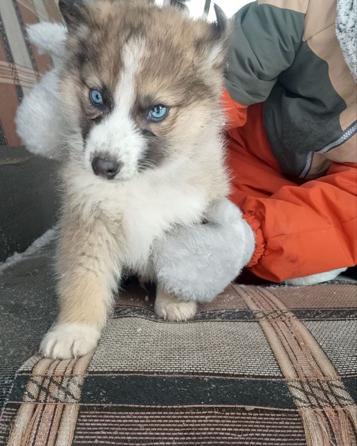 Почти Бред Пит собачьего мира