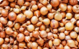 Фото 1. Лук-севок разного размера Фото 2: посадка лука-севка. Фото из открытых источников