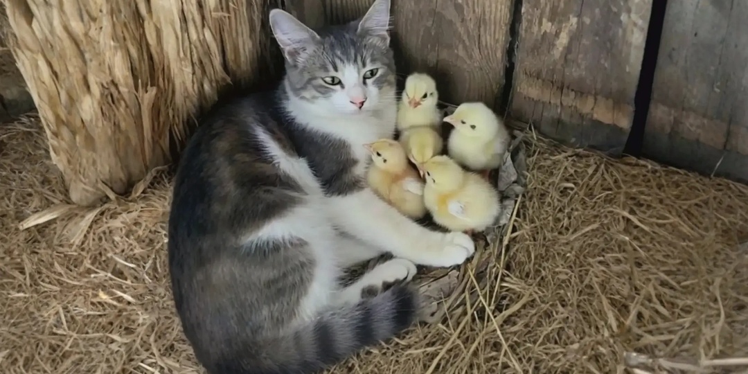 Иван Петрович пустил курицу в суп не заметив цыплят. Кошка стала мамой для них. А что произошло дальше поразило всех до глубины души