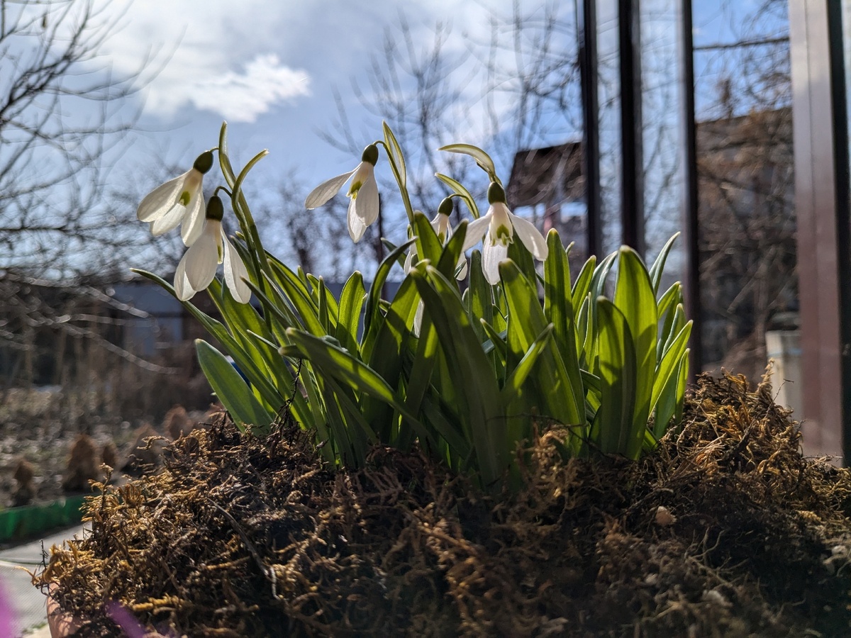 Голый сад и подснежники в горшке