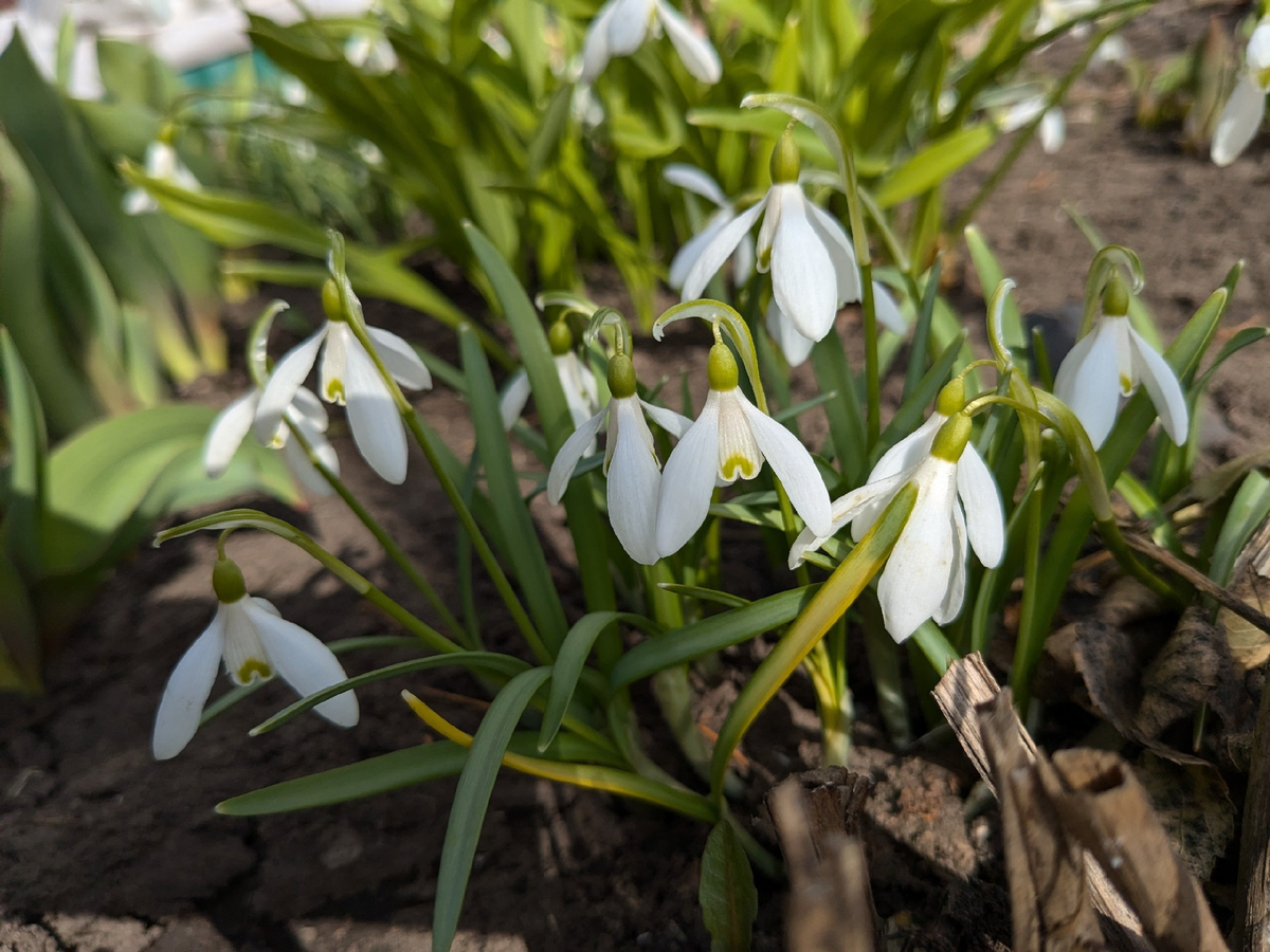 Мелкие галантусы