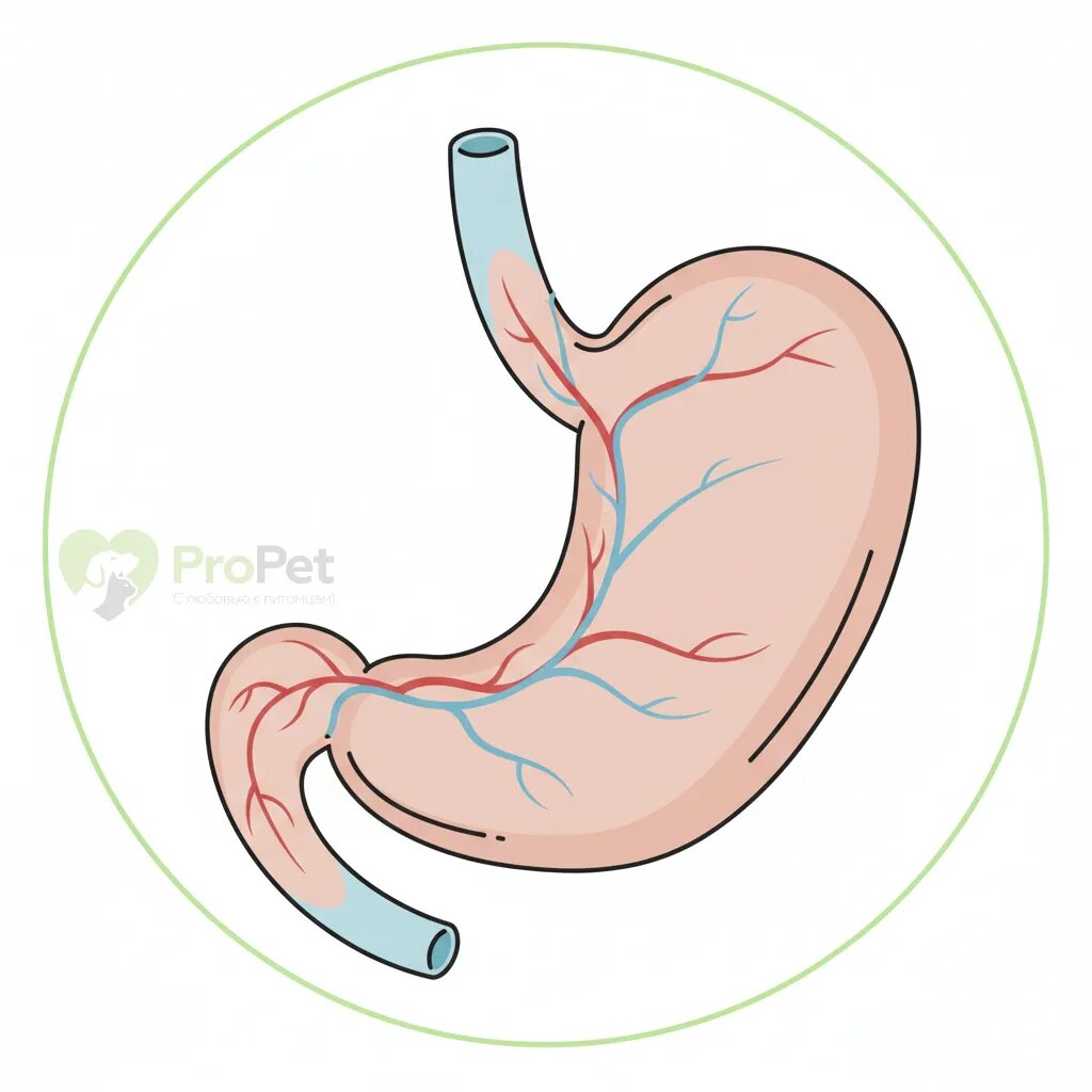 Схематичное изображение желудка собаки