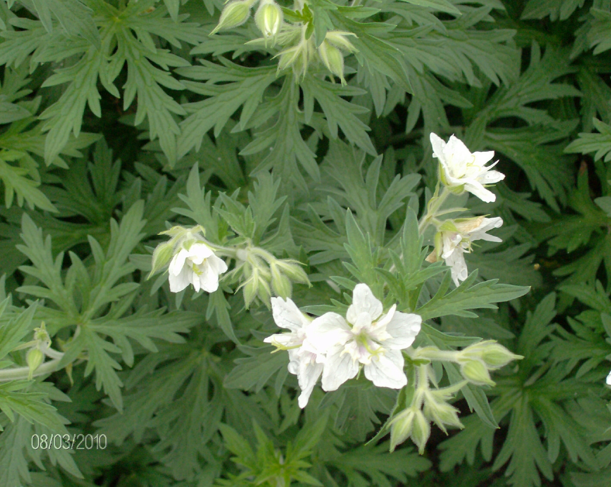 Герань белая. Фото из собственного питомника. 