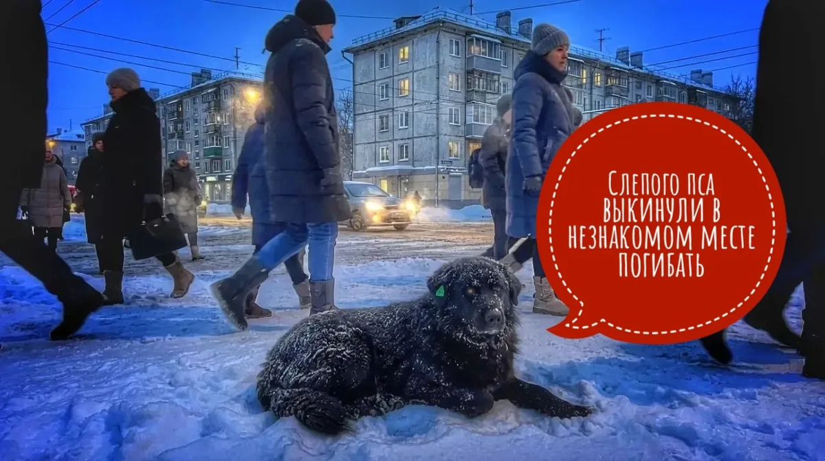 Несчастный пес бродил по незнакомым улицам. Помогите спасти от смерти!