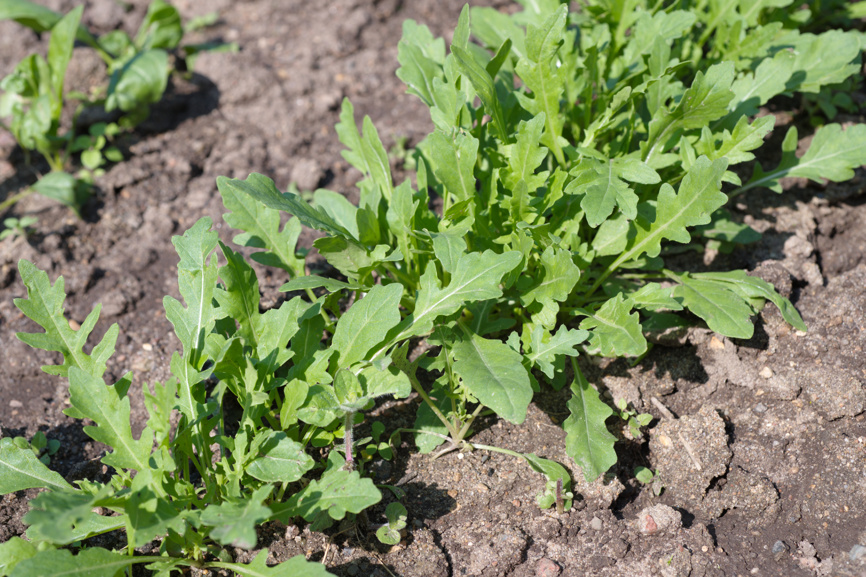 Свежая руккола — прямо с грядки