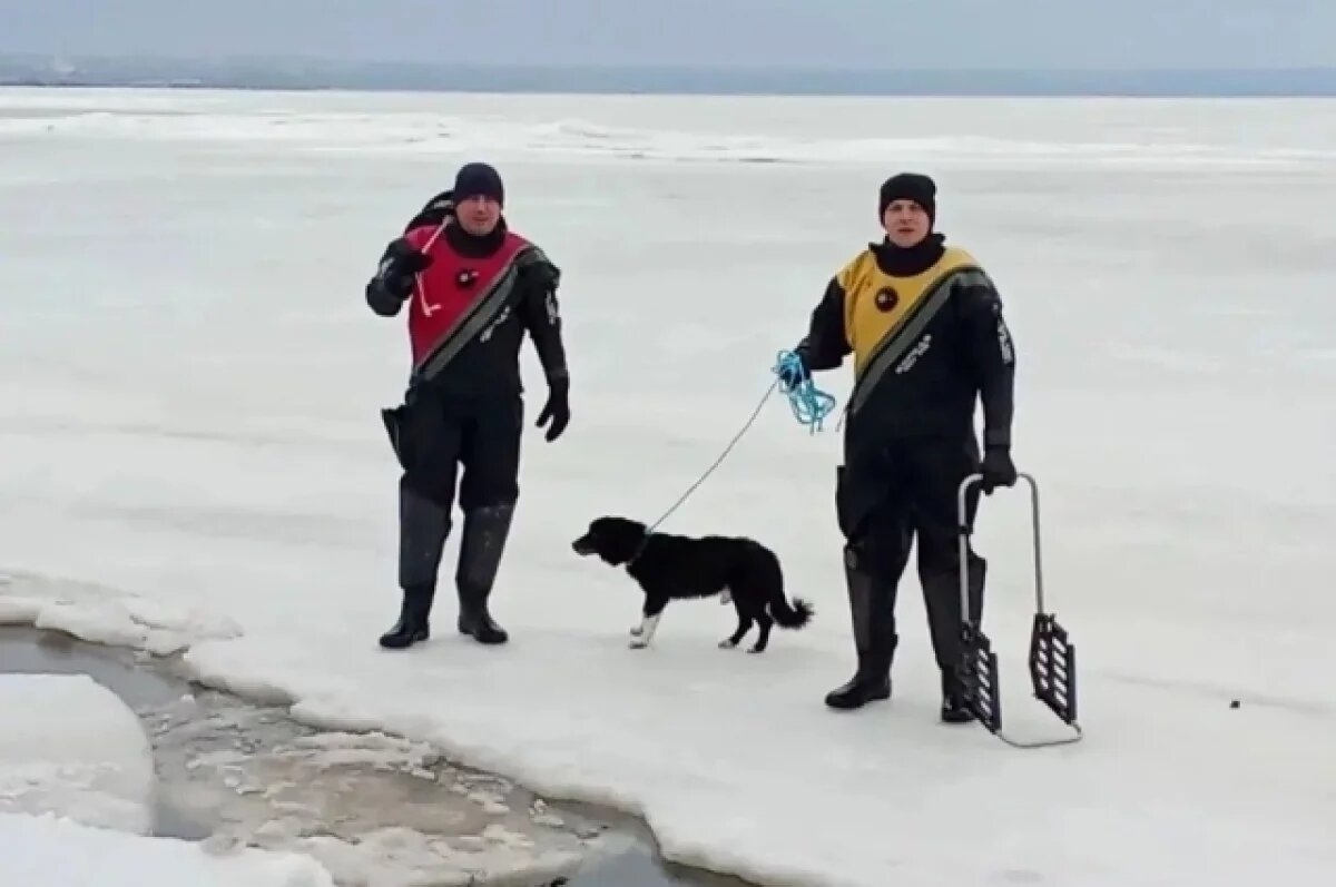    Спасатели вызволили собаку из ледяной ловушки в Таганрогском заливе