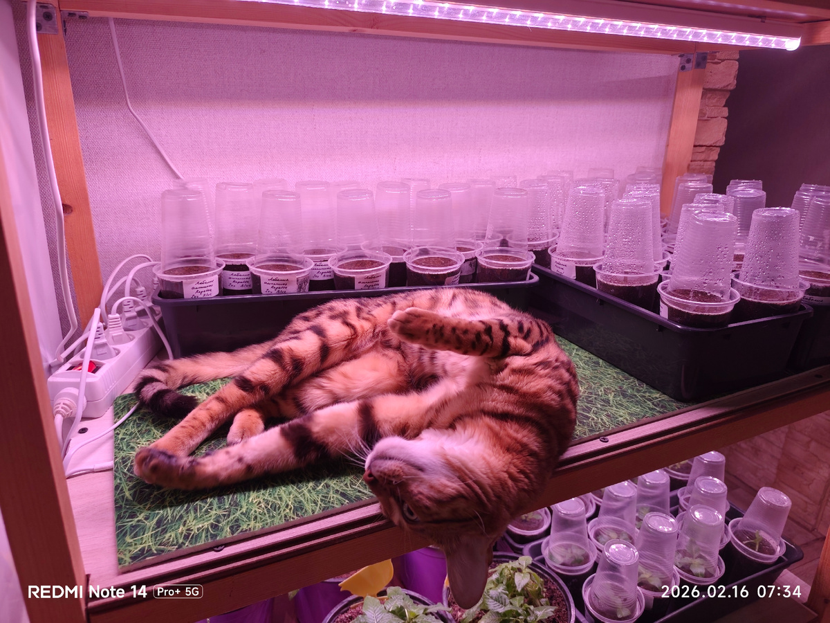На коврике для проращивания рассады даже котикам приятно полежать и погреться.😁