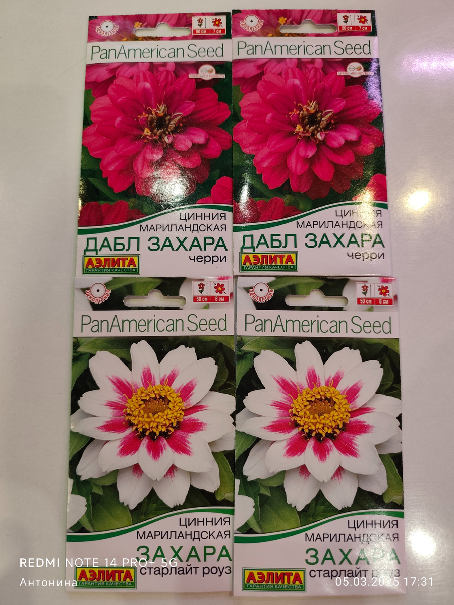 Компактые циннии, которые выращивала летом 2025 года.