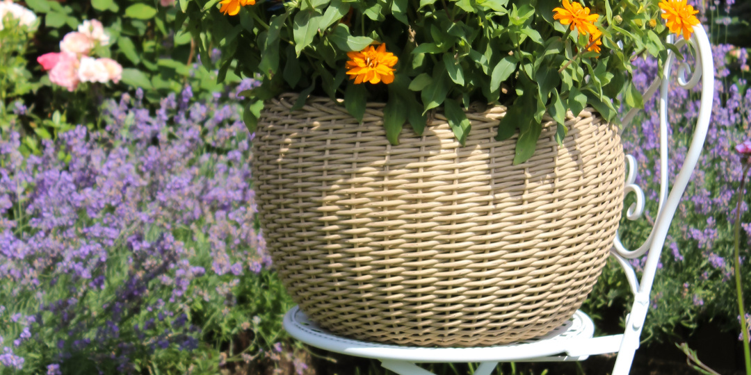 Контейнерный сад. Циннии в кашпо