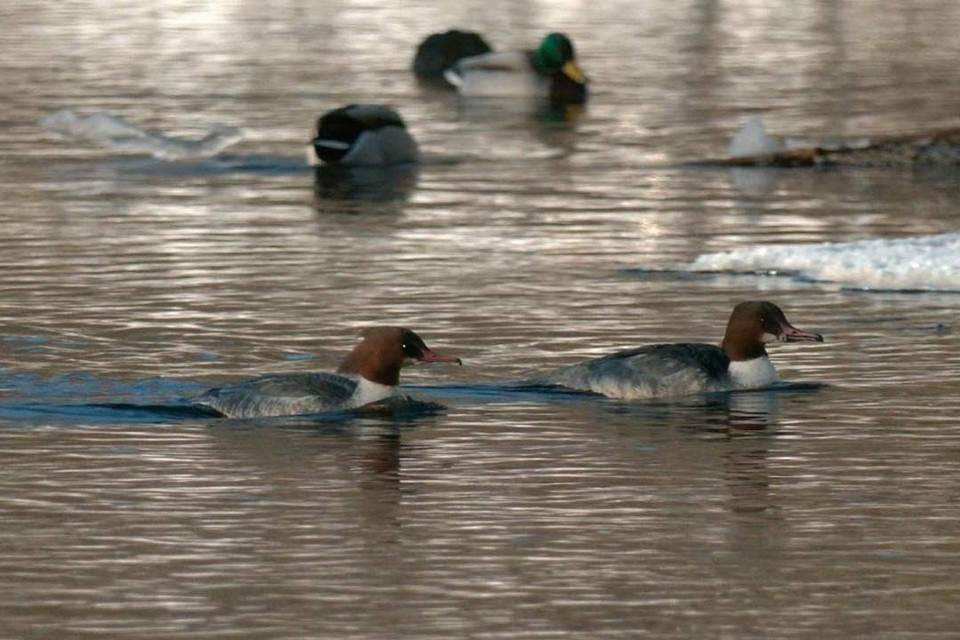    В естественной среде крохали могут прожить до 15 лет. Фото: t.me/kazdoytvaripopare