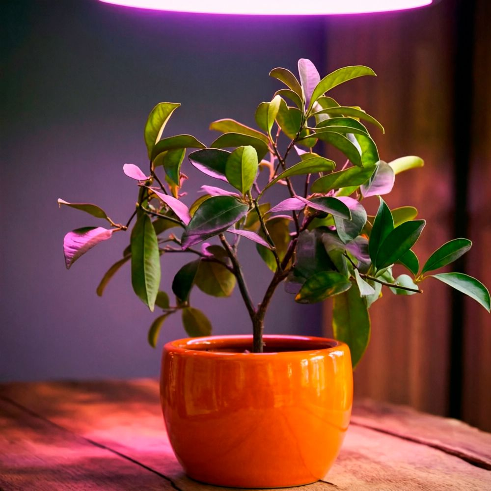 Уход за цитрусовыми на подоконнике в феврале