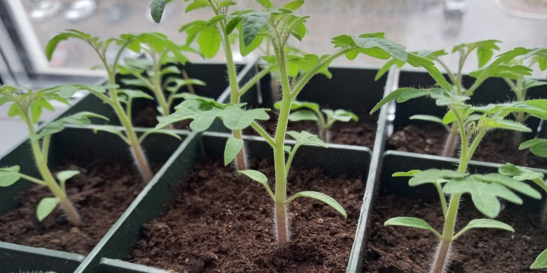 Выбираю урожайные томаты на 10 кг. Рассада за 32 дня обгоняет февральскую