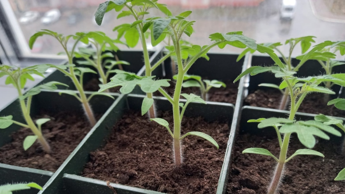 Апрельская рассада на 20-й день - коренастая, без признаков вытягивания