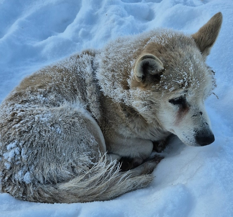    Фото: приют «Лесопилка»