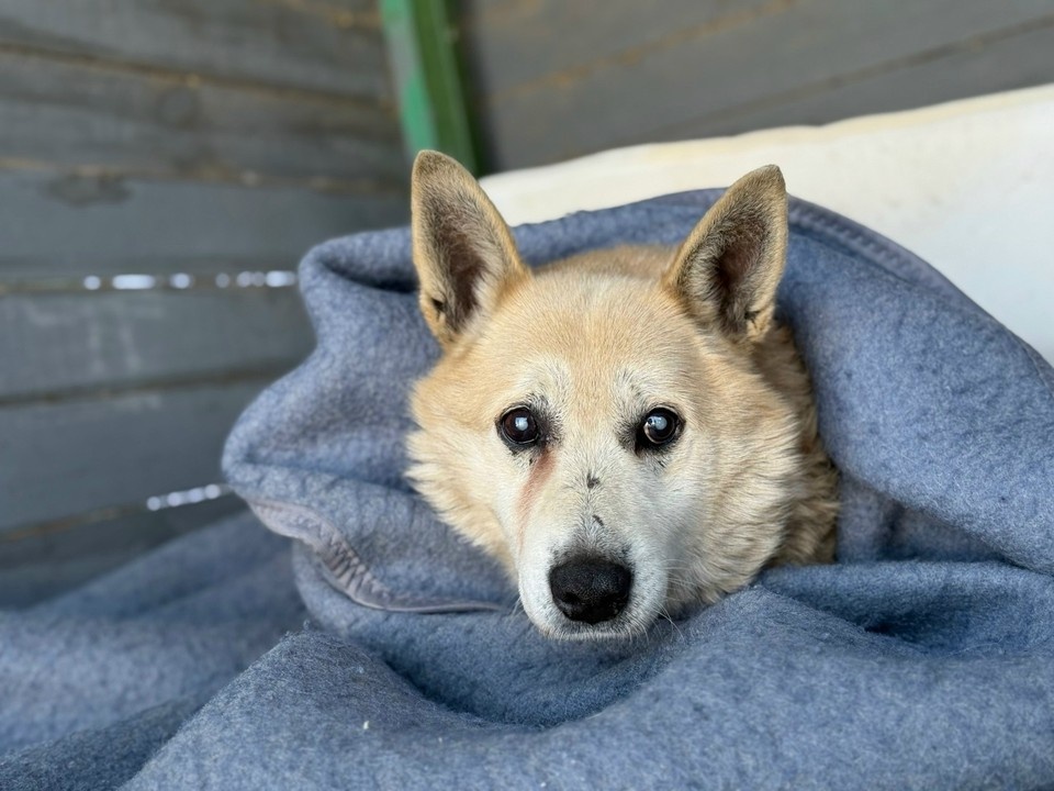    Фото: приют «Лесопилка»