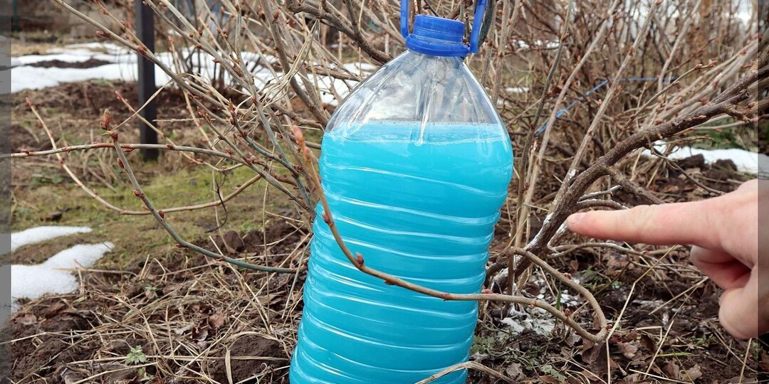 Сад ждёт ухода: пошаговое руководство для начинающего садовода: какие подкормки и обработки провести в плодовом саду в первую очередь