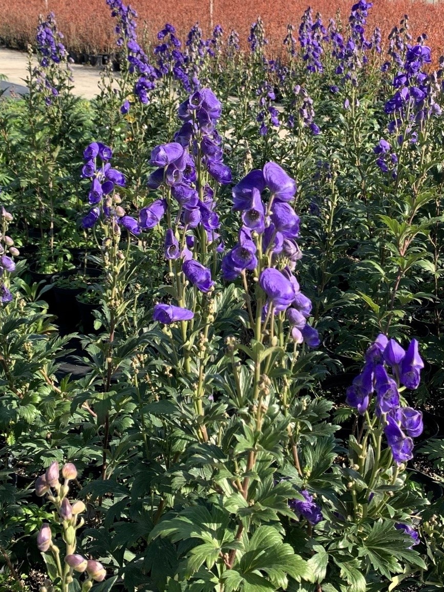 Аконит Кармихеля