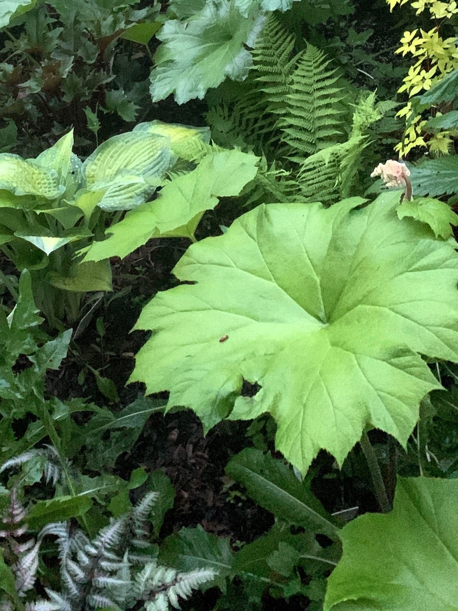 Астильбоидес