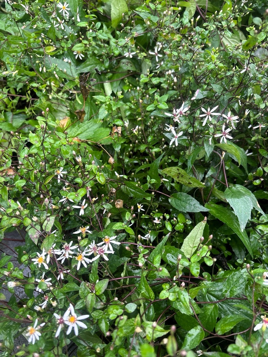 Астра растопыренная