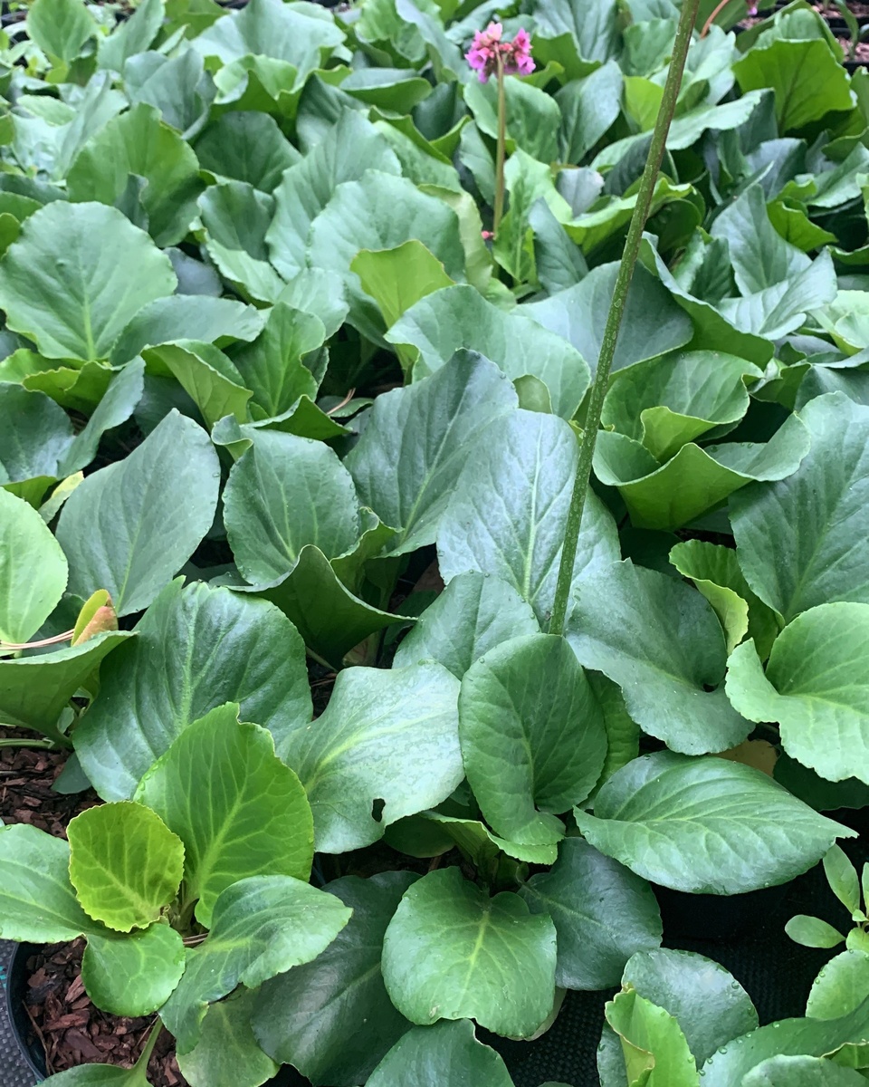 Бадан сердцелистный